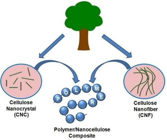 nanocellulose-4